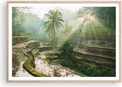 Produktbild von Gerahmtes Poster - Rahmen in heller Eiche - Terrassen Reis Palmen - 100x70 cm - Wand Bild - Wanddeko - Wandbilder - Kunstposter - Wandposter - Bilderrahmen - Bilder - Kunstdruck - P2NAA100x70-4665