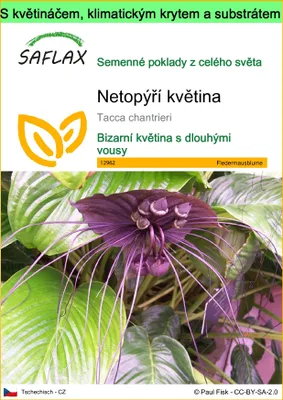 Obrázek produktu pro SAFLAX Garden to go - netopýří květina - Tacca chantrieri - 10 Semena - S květináčem, klimatickou poklicí a pěstebním substrátem