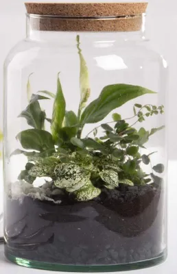 Produktbild von Halbgeöffnetes Glas Terrarium, mittel, klar