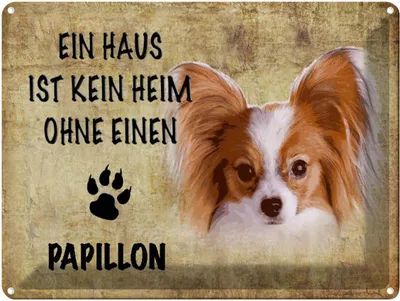 Produktbild von vianmo Blechschild 30x40 cm Papillon Hund ohne kein Heim