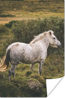 Produktbild von MuchoWow® Poster Pferd - Gras - Weiß 120x180 cm - Kunstposter