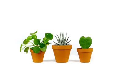 Obrázok produktu pre Sada rastlín Gardners pre deti