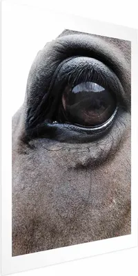 Produktbild von Posterpapier Poster - Honest Eyes 40x60 cm Tiere g-A-0201-ao-a