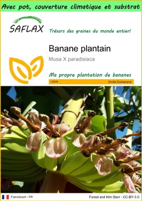 Image de SAFLAX Garden to go - Banane plantain - 10 graines - Musa
