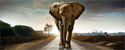 Produktbild von Wallario Poster - Elefant bei Sonnenaufgang in Afrika, Kunstdruck Größe: 80 x 200 cm