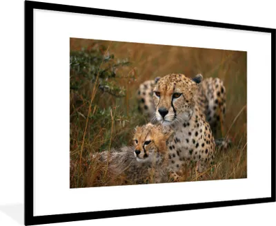 Produktbild von MuchoWow® Gerahmtes Poster Geparden sitzen zusammen 90x60 cm - Poster mit Schwarzem Bilderrahmen Wandposter Rahmen Foto Bilder - Wanddekoration - Fotos
