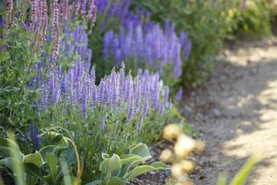 Produktbild von Salvia nemorosa 'Amethyst', Steppensalbei, violett, ca. 9x9 cm Topf