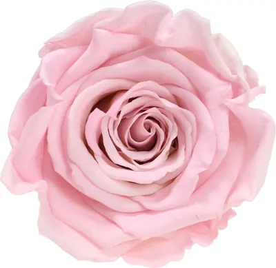 Produktbild von Infinity Rose L Ø5cm konserviert stabilisiert haltbar Rosenkopf ewige Rosenblüte 1 St. Rosa-Weiß (bic07)