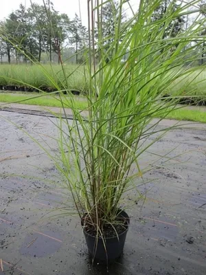 Produktbild von Miscanthus sinensis Graziella - Feinhalm-Chinaschilf Graziella