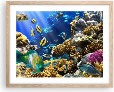 Produktbild von Gerahmtes Poster - Rahmen in heller Eiche - Korallenriff Ozean Krabbe Fisch - 50x40 cm - Wand Bild - Wanddeko - Wandbilder - Wandposter - Bilderrahmen - Bilder - Kunstdruck - P2NAA50x40-2662
