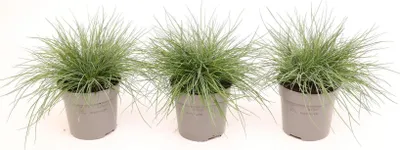Zdjęcie produktu dla Zestaw 3 sztuk Festuca Eisvogel – fescue niebieska Trawa ozdobna, odporna na zimę, zwarta, łatwa w pielęgnacji, całkowita wysokość ok. 20 cm