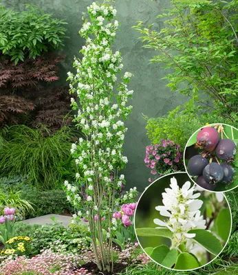 Produktbild von BALDUR Garten 1x Felsenbirne Amelanchier 'Obelisk®', Pflanze im 3 Liter-Topf, Trendpflanze mit Blüte & Frucht, wächst säulenförmig, winterhart, dekorativ, pflegeleicht, mehrjährig