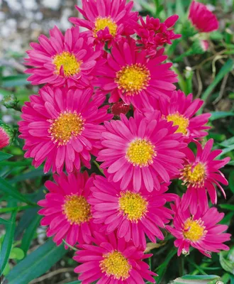 Produktbild von Aster novi-belgii 'Royal Ruby', Glattblatt-Aster, rubinrot, ca. 11x11 cm Topf