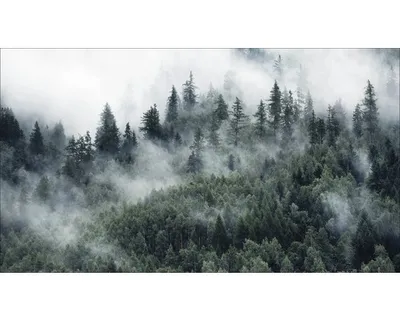 Produktbild von Giclée Leinwandbild Mystic Forest VI 200x100 cm