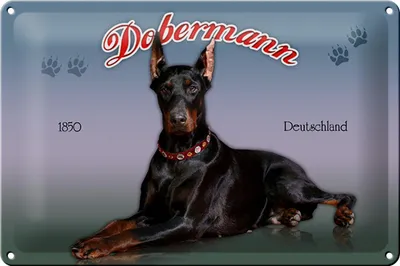 Produktbild von Blechschild Hund 30x20cm Dobermann 1850 Deutschland