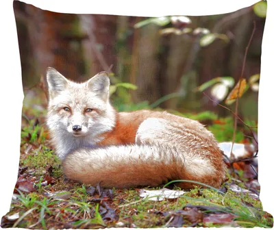 Produktbild von MuchoWow® Zierkissen Sofakissen Wohnzimmer Dekokissen 60x60 cm Fuchs - Wald - Tier - Sitzfläche - Foto Polster