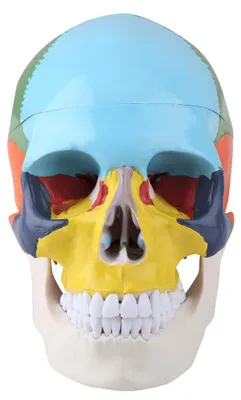 Immagine prodotto di Modello di cranio umano, facile da usare, con molteplici applicazioni, robusto e di qualità affidabile, ideale per uso domestico