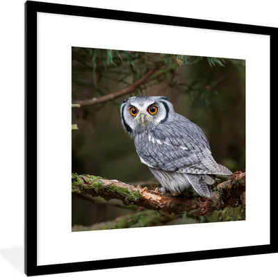 Produktbild von MuchoWow® Gerahmtes Poster Eule - Vogel - Äste - Natur 40x40 cm - Poster mit Schwarzem Bilderrahmen Wandposter Rahmen Foto Bilder - Poster - Plakat im Rahmen