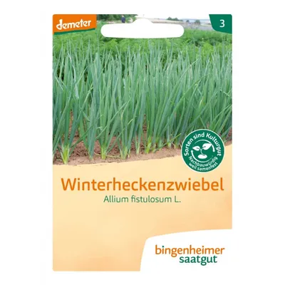 Produktbild von Winterheckenzwiebel Saatgut, mehrjährig, bildet dichte Schlotten, treibt früher als Schnittlauch