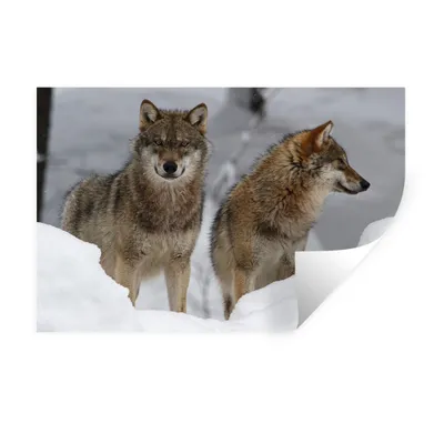 Produktbild von MuchoWow® Wandtattoo Wandsticker Wandaufkleber Wolf - Schnee - Tiere 90x60 cm Selbstklebend und Repositionierbar - Aufkleber
