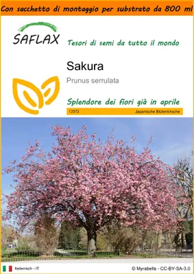 Immagine prodotto di SAFLAX Garden in the bag - Sakura - 30 semi - Prunus