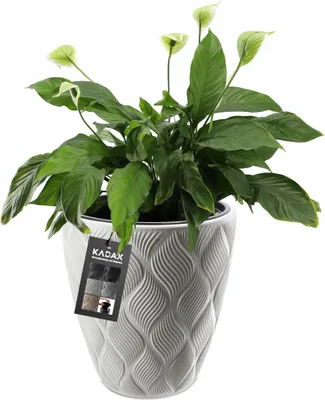 A white decorative planter with a green plant inside, set against a white background. A product tag is attached to the planter.