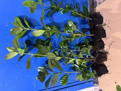 Produktbild von Prunus laurocerasus Novita Kirschlorbeer Hecke Topf 25-40cm 1 STK