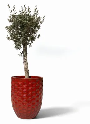 Zdjęcie produktu dla Drzewko oliwne w donicy ceramicznej Provencelia MEROVEE, Tropikalna czerwień, donica Ø55 x H65 cm