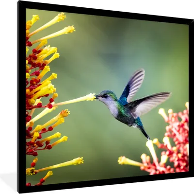Produktbild von MuchoWow® MuchoWow® Gerahmtes Poster Purpurkronige Waldnymphe im Nationalpark von Costa Rica 40x40 cm - Poster mit zchwarzem Bilderrahmen - Mit Rahmen - Wanddekoration Schlafzimmer