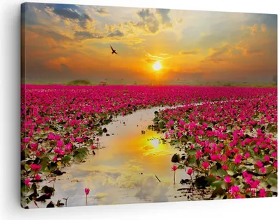 Produktbild von Bild auf Leinwand - Leinwandbild - See Blumen - 70x50cm - Wand Bild - Wanddeko - Wandbilder - Leinwanddruck - Bilder - Kunstdruck - Wanddekoration - Leinwand bilder - Wandkunst - AA70x50-3769