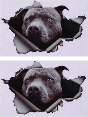 Produktbild von Hundesticker für Fahrzeuge - Reflektierende - Pack von 2