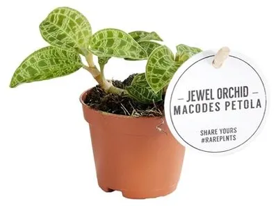 Obrázek produktu pro Gardners Macodes petola Jewel orchid, průměr 6 cm
