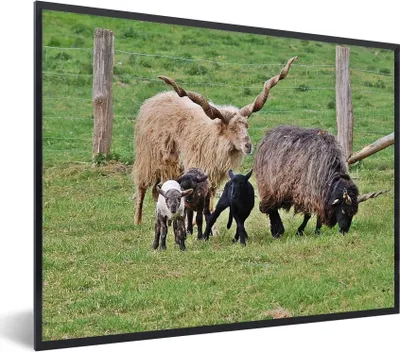 Produktbild von MuchoWow® MuchoWow® Gerahmtes Poster Schaf - Gras - Lamm - Horn 80x60 cm - Poster mit zchwarzem Bilderrahmen - Schwarzem - Mit Gestell