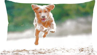 Produktbild von MuchoWow® Zierkissen Sofakissen Wohnzimmer Dekokissen 60x40 cm Laufender Hund Foto - Kopfkissen - Polster mit Foto