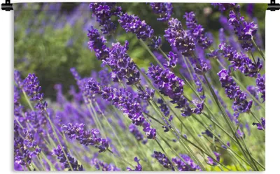 Produktbild von MuchoWow® Wandteppich Wandbehang Leuchtend lila Lavendel in der Natur 60x40 cm Tapisserie Dekoration Wandtuch - Wanddekorationen