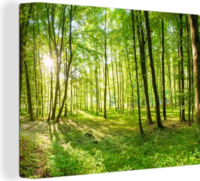 Produktbild von MuchoWow® - Leinwandbilder - Natur - Bäume - Wald - Grün - Sonnenlicht, Wandbild, Wanddeko Bilder Wohnzimmer, 80x60 cm