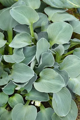 Produktbild von Funkie Blue Mouse Ears, im Topf - Hosta tokudama