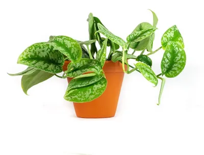 Produktbild von Gardneria Scindapsus pictus 'Trebi', Durchmesser 12 cm