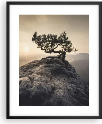 Produktbild von Gerahmtes Poster - Schwarzer Rahmen - Alt Kiefer Berge - 40x50 cm - Wand Bild - Wanddeko - Wandbilder - Kunstposter - Wandposter - Bilderrahmen - Bilder - Kunstdruck - Wandbild - P2BPA40x50-4334