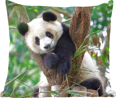 Produktbild von MuchoWow® Zierkissen Sofakissen Wohnzimmer Dekokissen 50x50 cm Panda - Tiere - Dschungel - Natur - Komfort - Sofakissen