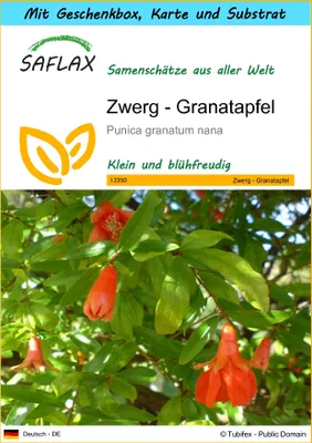 Produktbild von SAFLAX Geschenk Set - Zwerg - Granatapfel - Punica granatum nana - 50 Samen - Mit Geschenkbox, Versandaufkleber, Geschenkkarte und Anzuchtsubstrat