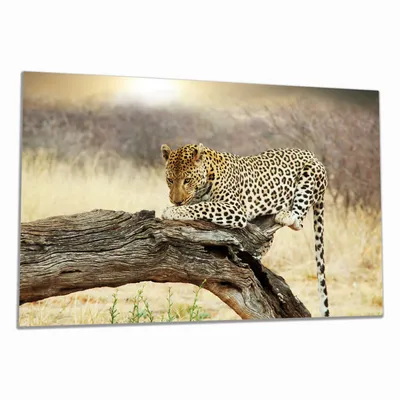 Produktbild von Wallario Herdabdeckplatte aus Glas, Größe 80 x 52 cm 1-teilig, Motiv Leopard auf Baumstamm in Afrika