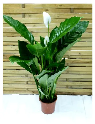 Produktbild von Spathiphyllum "Sweet Sebastiano" - Einblatt mit vielen Blüten, ca. 130 cm hoch, dichter Wuchs, 24 cm Ø Topf, Zimmerpflanze