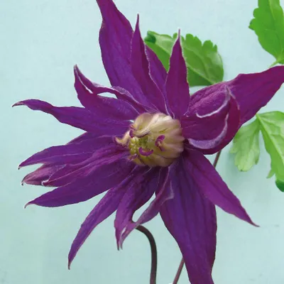 Zdjęcie produktu dla Powojnik Purple Spider botaniczny 2L