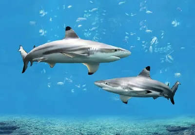 Produktbild von 3 D Ansichtskarte Schwarzspitzenhaie, Haie, Fische Meerstiere Ozean Postkarte Wackelkarte Hologrammkarte Tiere