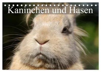 Produktbild von Kaninchen und Hasen (Tischkalender 2027 DIN A5 quer), CALVENDO Monatskalender