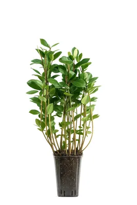Zdjęcie produktu dla Aronia 'Viking' – 50–70 cm w doniczce – mrozoodporna, obficie owocująca, jadalne jagody, roślina ozdobna i żywopłotowa do ogrodu