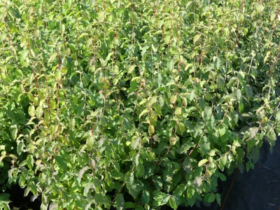 Produktbild von Lonicera fragrantissima Sweet Caroline - Wohlriechende Heckenkirsche - 60-100