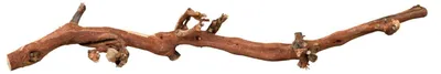 Produktbild von TRIXIE Weinrebe, wassergestrahlt, L: 40–60 cm