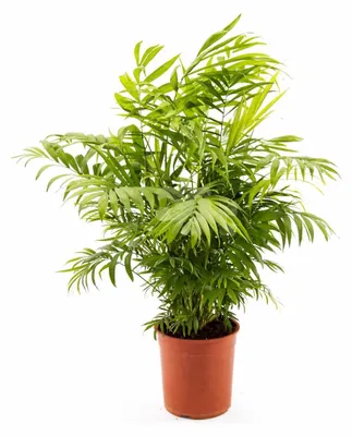 Produktbild von XXL Bergpalme 90–100 cm – Chamaedorea elegans Zimmerpflanze, pflegeleichte Mexikanische Palme für Wohnzimmer & Büro